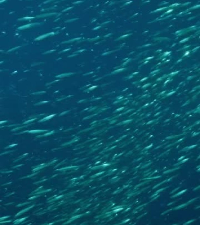 垂直视频: 大量的小鱼在太阳光下的蓝色水中游泳。银条纹圆形鲱鱼或细长的浅滩 (Spratelloid