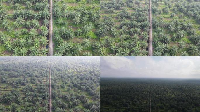马来西亚婆罗洲岛砂拉越的棕榈油庄园