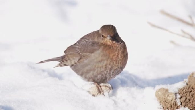 冬季在冰冻的地面上觅食的小鸟的详细照片