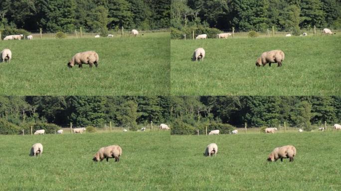 一只蓬松的小羊正在绿色的草地上放牧。农民的田野和绵羊。畜牧业，景观。