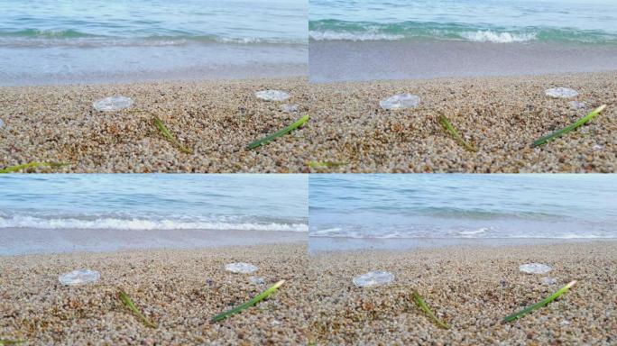海边满是水母的海滩
