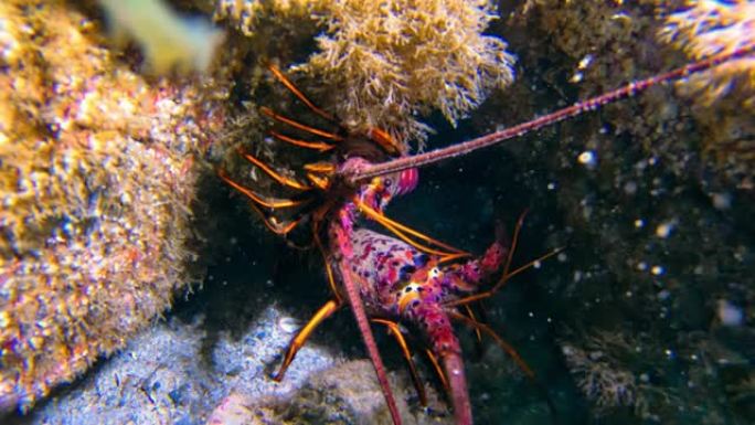 加利福尼亚粉红色的多刺龙虾在珊瑚礁的地板上。美丽的绿松石海洋海底