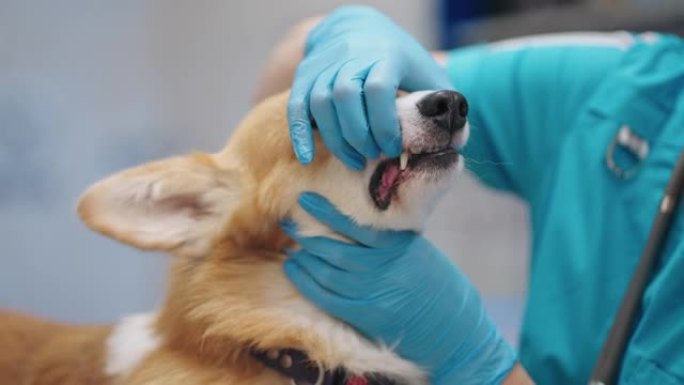 兽医牙医正在现代兽医诊所检查柯基犬的牙齿，专业兽医