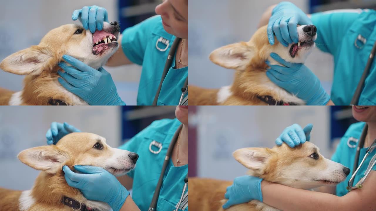 兽医牙医正在现代兽医诊所检查柯基犬的牙齿，专业兽医