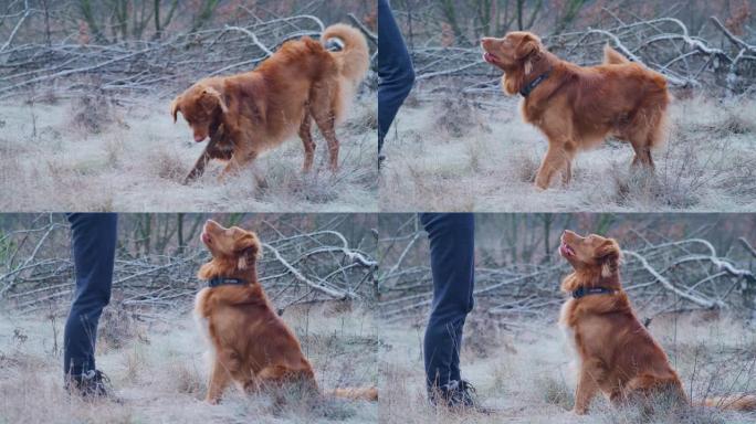 快乐，新斯科舍省鸭子收费猎犬追逐棍子。与主人一起冬季散步