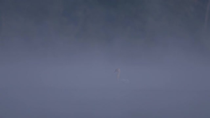 白鹅早上在被雾覆盖的湖上游泳