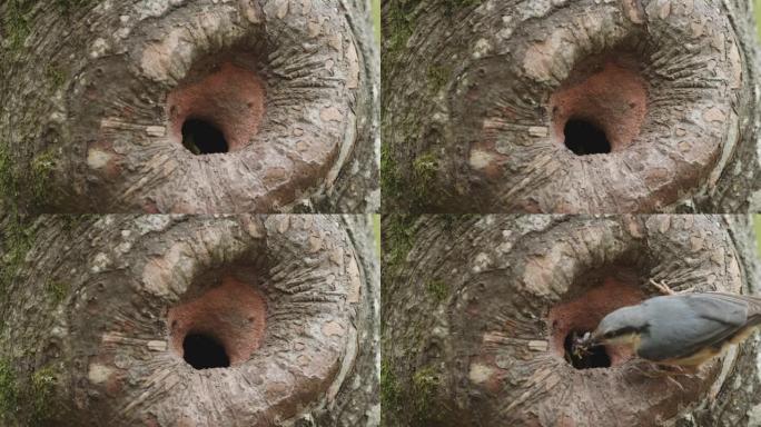 啄木鸟在树结中喂养幼崽的详细照片
