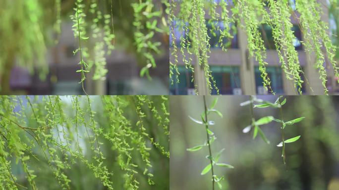 春天发芽飘动的柳树枝