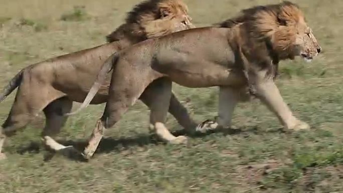 非洲狮子，豹狮子座，雄性穿过热带草原，马赛马拉公园在肯尼亚，实时