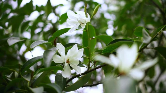 白色花  深山含笑 含笑花 光叶白兰花