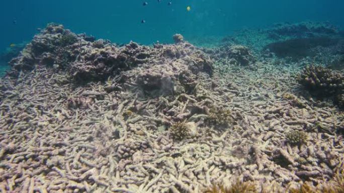 暗礁附近海洋生物的水下视图