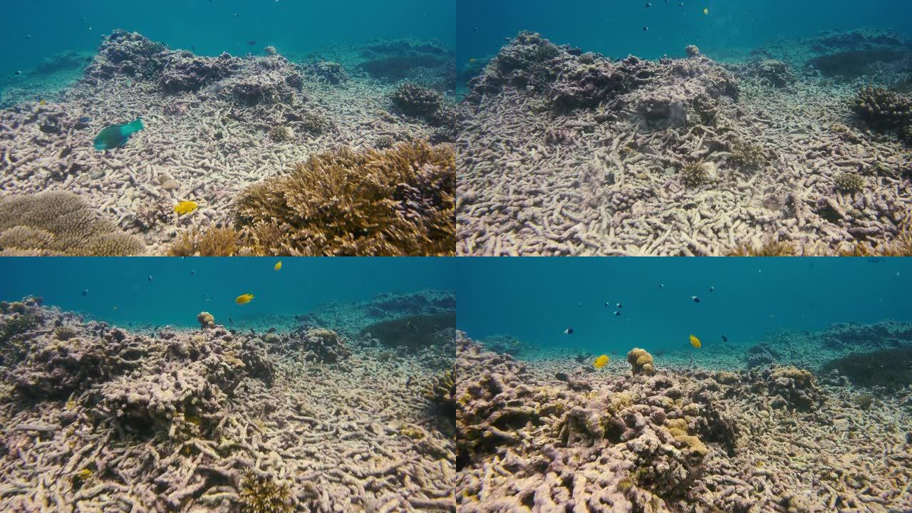 暗礁附近海洋生物的水下视图