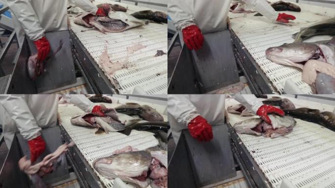 鳕鱼捕鱼业: 鱼工厂的鱼类加工