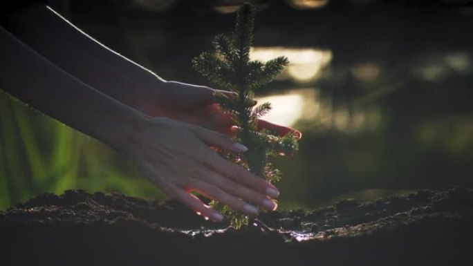 给一棵年轻的松树植物浇水。拯救地球