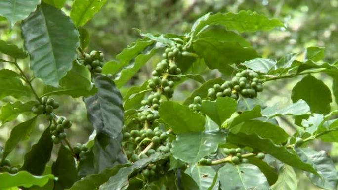 尼加拉瓜咖啡种植园的绿咖啡豆