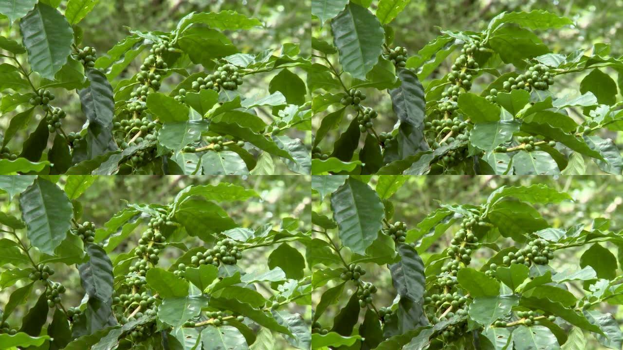 尼加拉瓜咖啡种植园的绿咖啡豆