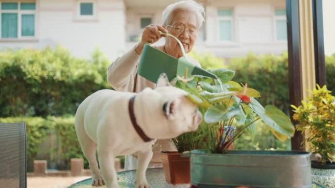 在家浇灌户外植物的高级女性