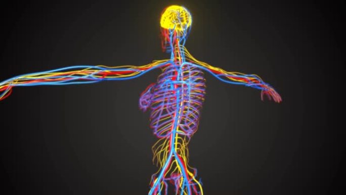 3d幻觉人体动脉和静脉解剖