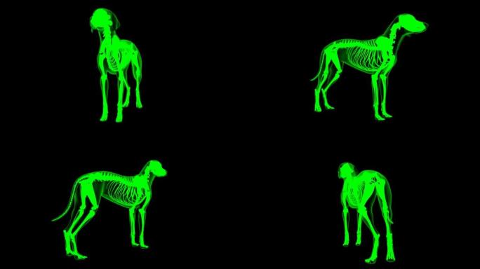 内收肌狗肌肉解剖医学概念可循环3D动画绿色哑光