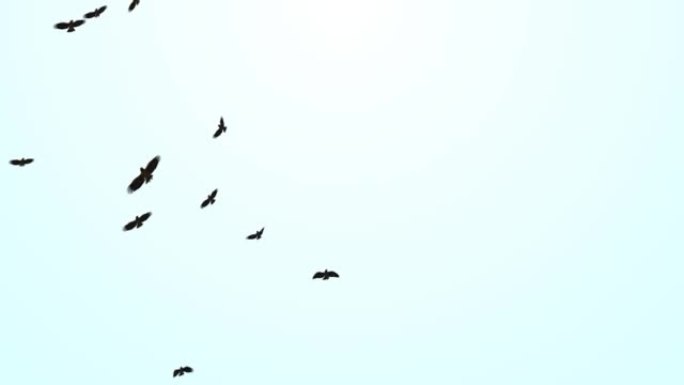 一群候鸟。在天空循环背景中飞翔的鸟类的黑色剪影。