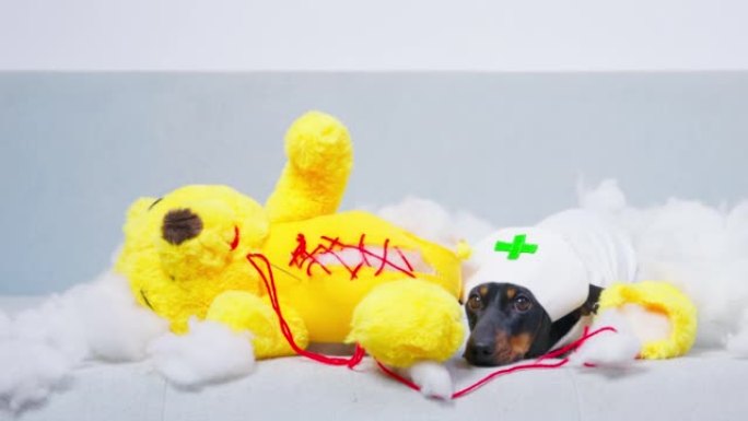 有趣的腊肠狗狗穿着护士制服，戴着帽子躺在一个裂开肚皮的玩具熊旁边，有人试图把它缝起来，填充物散落在周
