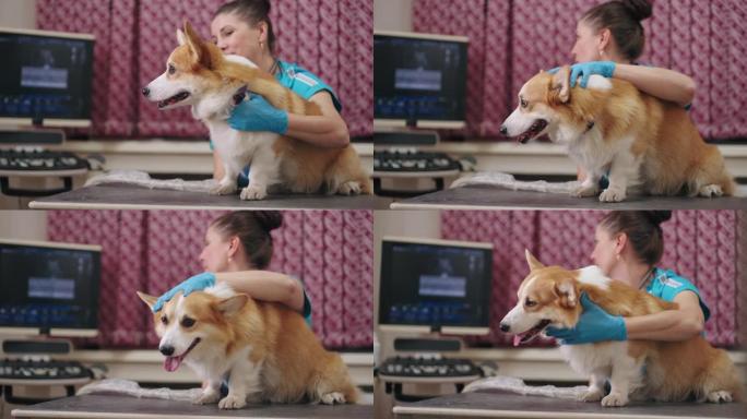 现代兽医诊所超声波办公室可爱的狗，女医生在做超声波