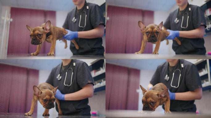 兽医正在检查法国老斗牛犬的健康状况，并在兽医诊所预约