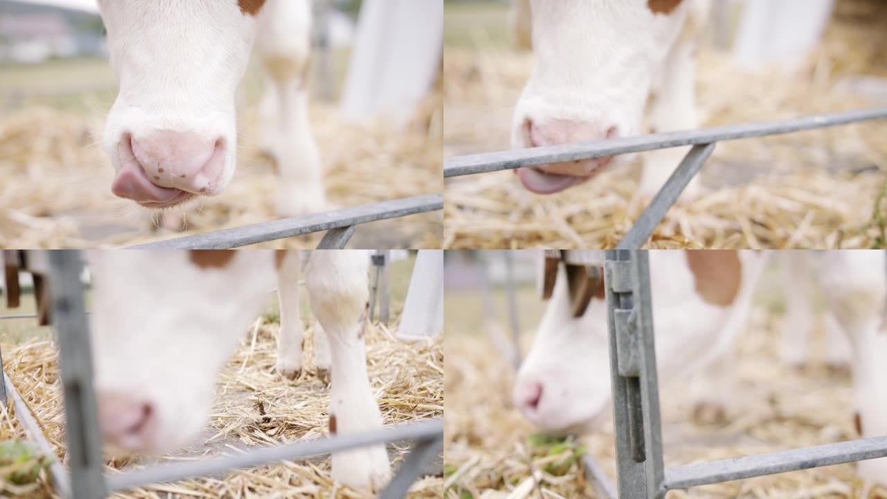 农场圈养的一头小母牛的详细照片
