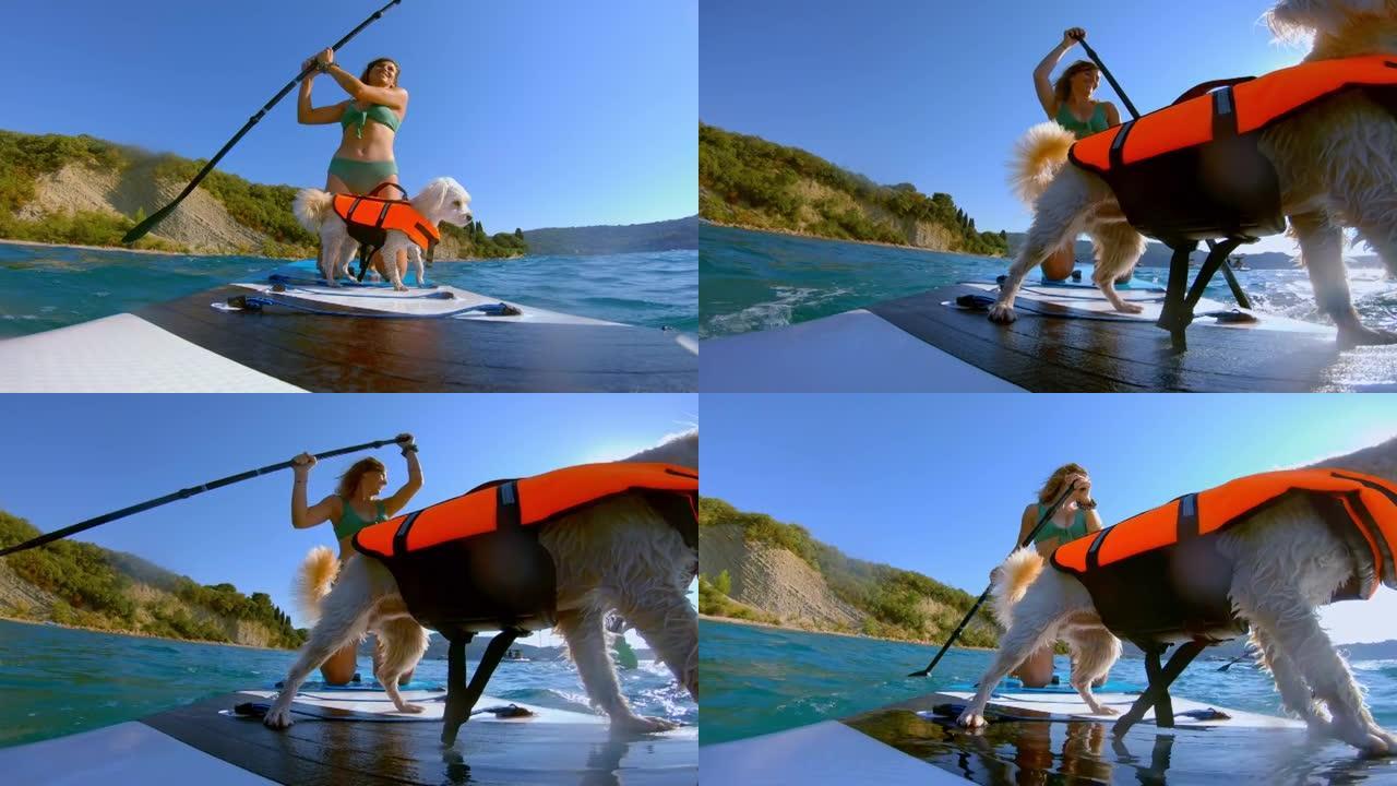 女人划桨时，带救生衣的LD小狗在SUP板上行走