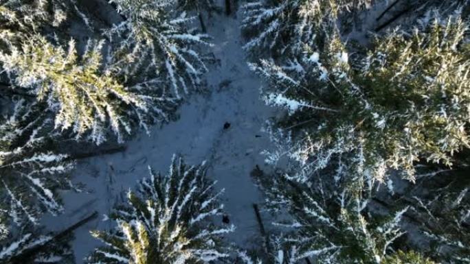 空中无人机拍摄了一名女子站在白雪皑皑的森林中