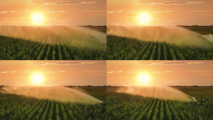灌溉系统在日落时浇灌玉米田