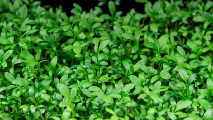 水芹沙拉豆芽在时间流逝中生长。微绿苗作为有机食品。沙拉豆瓣菜发芽