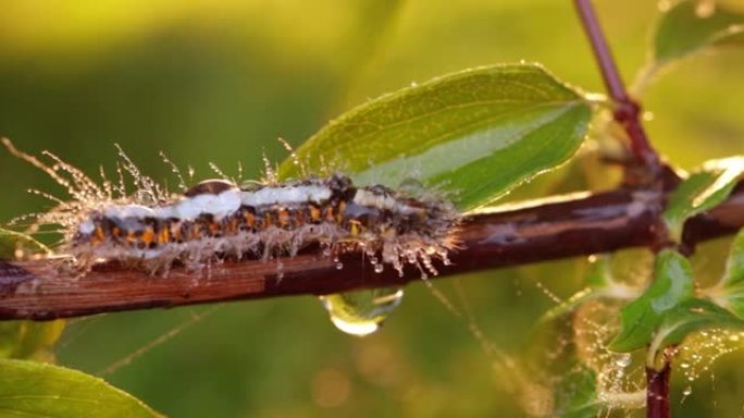 黄尾蛾 (eutroctis similis) 毛虫、金尾蛾或天鹅蛾 (Sphrageidus si