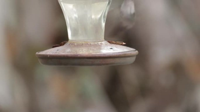 蜂鸟喂食器: 墨西哥尤卡坦州