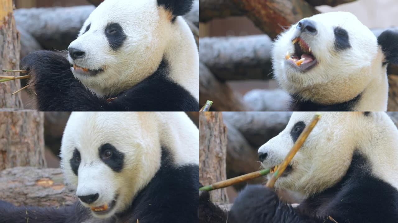 大熊猫 (Ailuropoda melanoleuca) 也被称为熊猫熊或简称为熊猫，是原产于中国中
