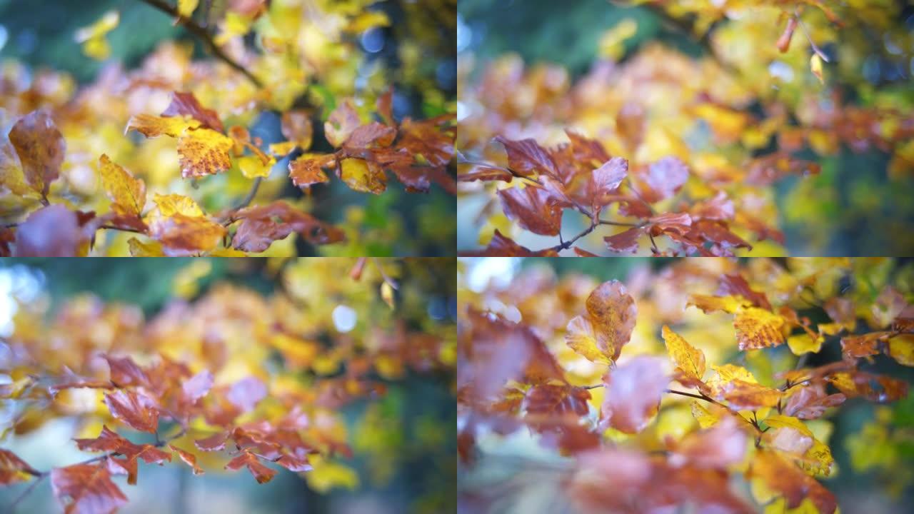 秋天树上彩色叶子的细节照片
