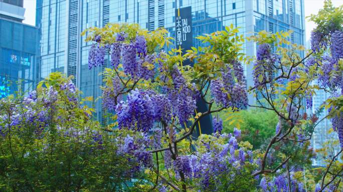 春熙路紫藤花