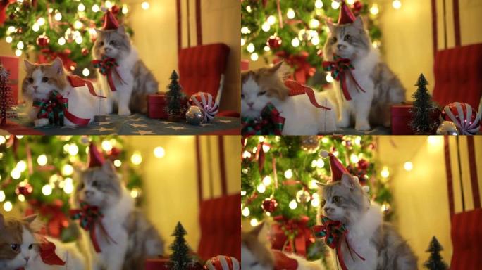 猫在圣诞树上休息居家装饰小猫咪特写