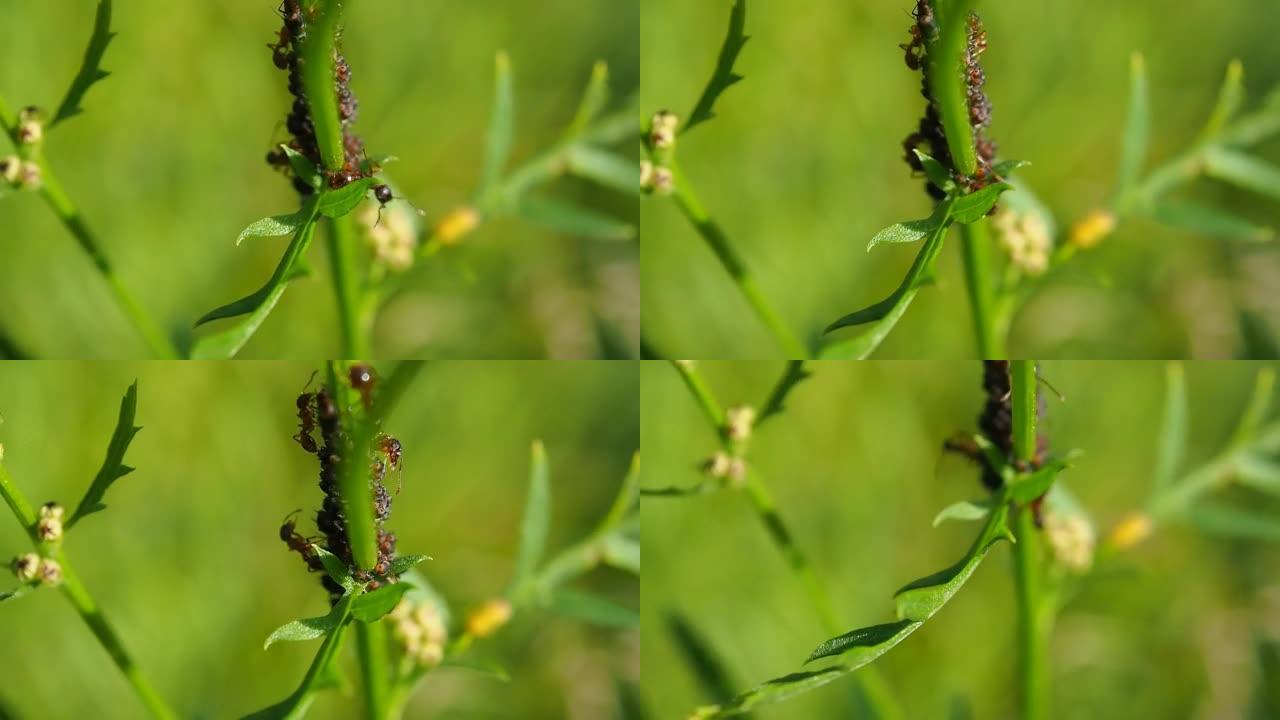 蚂蚁照顾植物茎上的蚜虫。
