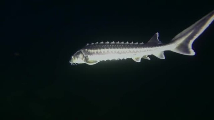 钻石st鱼在藻类覆盖的底部夜景上游泳。