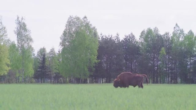 欧洲野牛在森林环绕的田野上放牧。春天