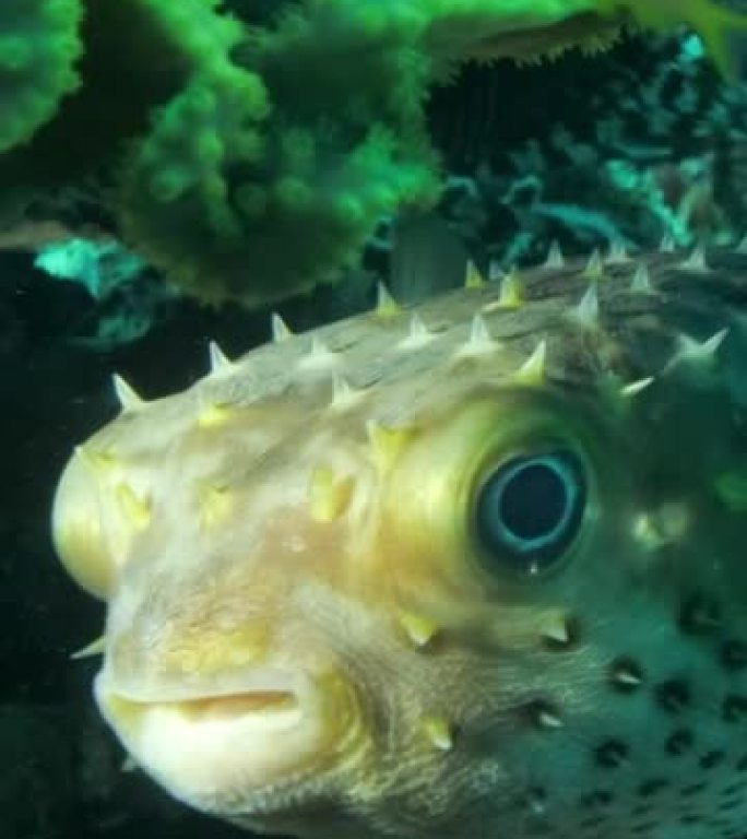 垂直视频: 隐藏在珊瑚礁下的豪猪鱼的特写。Ajargo，巨猪斑鱼或斑点豪猪鱼-dioddon hys