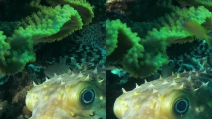 垂直视频: 隐藏在珊瑚礁下的豪猪鱼的特写。Ajargo，巨猪斑鱼或斑点豪猪鱼-dioddon hys