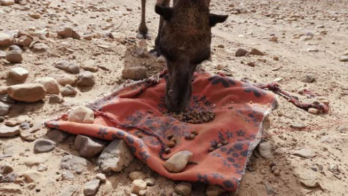 骆驼 (单峰骆驼) 在沙漠中吃枣。在摩洛哥的Erg Chegaga。