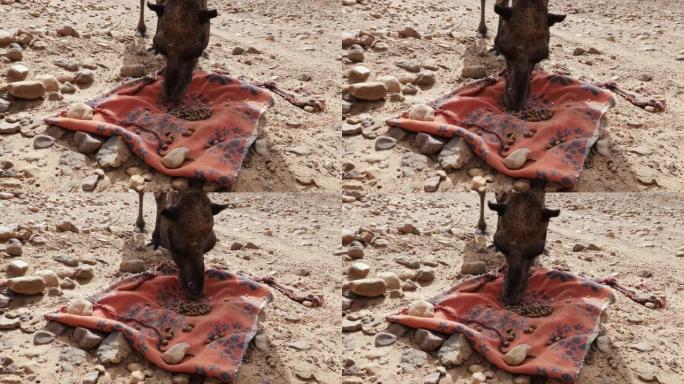 骆驼 (单峰骆驼) 在沙漠中吃枣。在摩洛哥的Erg Chegaga。