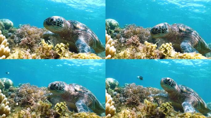 珊瑚礁附近海龟的水下视图
