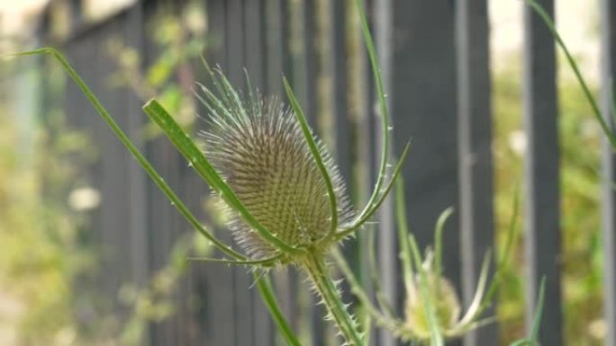 野花多刺蓟。大黄续断