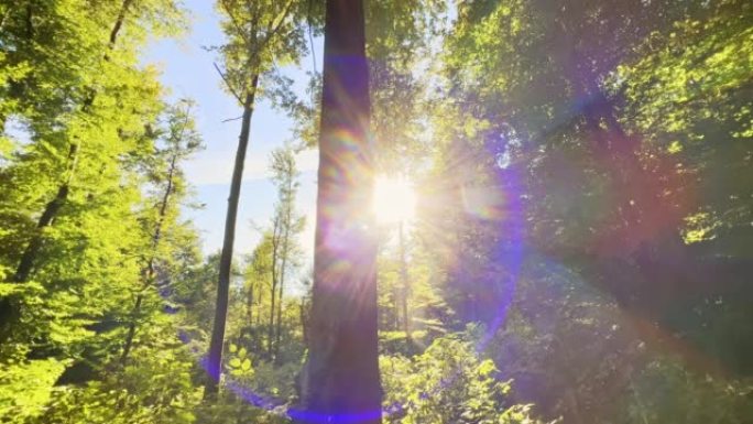 阳光照耀着森林树木