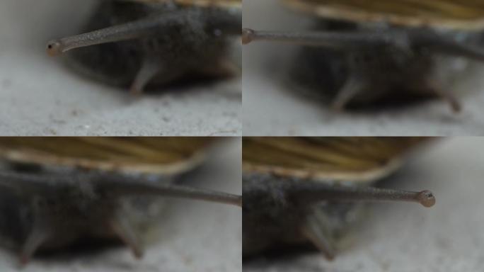 蜗牛感觉触须的特写，在它们的尖端有眼斑