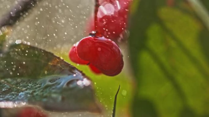 SLO MO LD雨水落在植物上